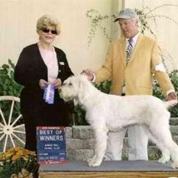 Spinone Italiano Puppies from Boe Dogs