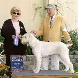 Spinone Italiano Puppies from Boe Dogs