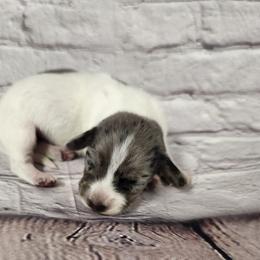 Grace - Dapple female Dachshund puppy in Anaconda, Montana from Williams Family Dachshunds