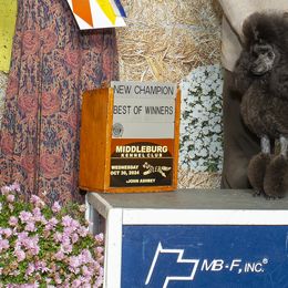 Lagotti Romagnoli and Poodles from Willow Creek Kennels