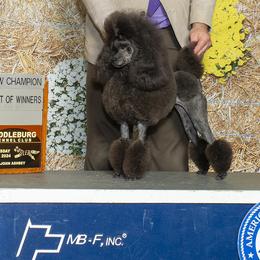 Lagotti Romagnoli and Poodles from Willow Creek Kennels