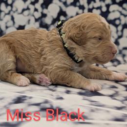 Miss Black - Red  female Goldendoodle puppy in Lebanon, Pennsylvania from Robertson's Retrievers and Doodles