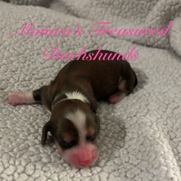 Girl 1 - Cream female Dachshund puppy in Humble, Texas from Monica’s Treasured Dachshunds