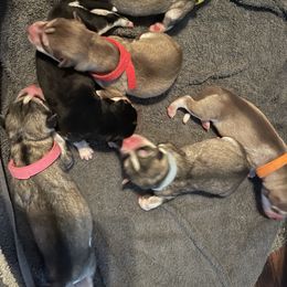 Siberian Husky Puppies from Alexandra's Siberian Huskies