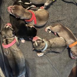 Siberian Husky Puppies from Alexandra's Siberian Huskies