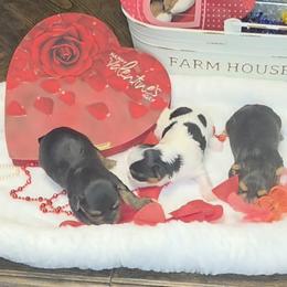 Yorkshire Terrier puppies from Scott And Tammy's Lil Yorkies