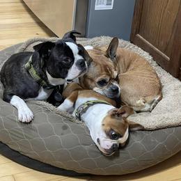 Boston Terriers from Jamie's Boston Terriers