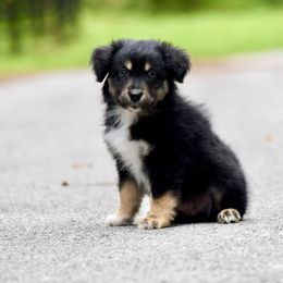 Dynamite - Black tri male Miniature American Shepherd puppy in Gainesville, Florida from MarvelMAS Miniature American Shepherds
