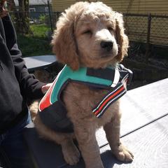 Aussiedoodles, Double Doodles, Golden Aussiedoodles, and Poodles from Doodle Gardens