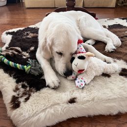Golden Retriever All Grown Up from Vicki Wall's Golden Retrievers