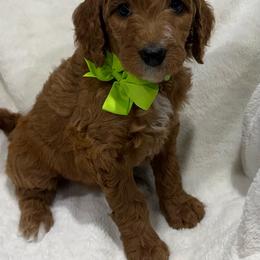 Miss Green Bow - Red  female Goldendoodle puppy in Kingsville, Missouri from The Bruce Farm