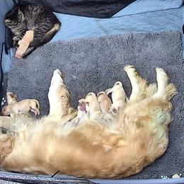Boy 2 - Golden male Golden Retriever puppy in Menifee, California from The Golden Leash Kennels