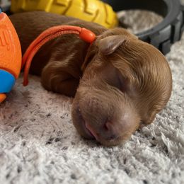 Goldendoodle Puppies from Simply Mini Goldendoodles