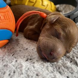 Goldendoodle Puppies from Simply Mini Goldendoodles