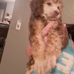 Girl 5 - Brown Poodle puppy in Lakeland, Florida from Elaine's Poodles