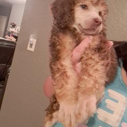 Girl 5 - Brown Poodle puppy in Lakeland, Florida from Elaine's Poodles