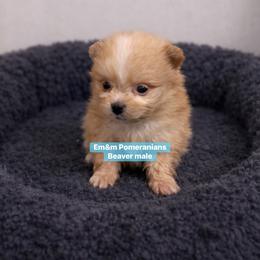 Beaver - Beaver male Pomeranian puppy in Kentucky from Em&M Pomeranians