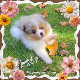 Lambchop - Blue merle female Pomeranian puppy in Eatonville, Washington from Foxy Forest Poms