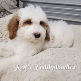 Girl 2 - Red Bernedoodle puppy in Schertz, Texas from Kat's Teddydoodles