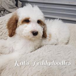 Girl 2 - Red Bernedoodle puppy in Schertz, Texas from Kat's Teddydoodles