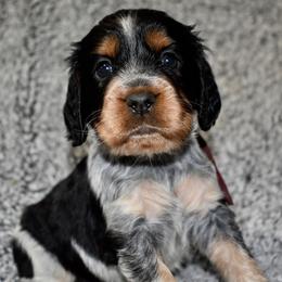 Gazelle - Black white and tan female English Springer Spaniel puppy in Chapmansboro, Tennessee from Balthrop Bend Farms