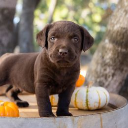 Labrador Retriever Puppies from Whiskey River Labradors