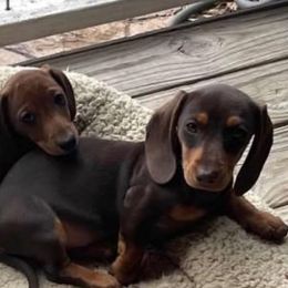 Dachshunds from Lady J’s Dachshunds