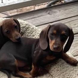 Dachshunds from Lady J’s Dachshunds
