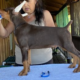 Boy 1 - Red and rust male Doberman Pinscher puppy in Santa Clarita, California from Riviera Dobermans
