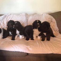 Newfoundland Puppies from Rocky Fork Newfoundlands