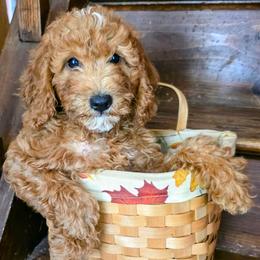 Ben - Parti male Goldendoodle puppy in Western Massachusetts, Massachusetts from Magical Goldendoodles of Pioneer Valley, MA