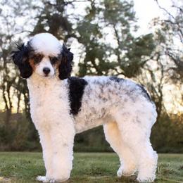 Jess - Poodle