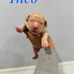 Theo - Cream male Goldendoodle puppy in Dallas County, Texas from Dream A Little Doodle