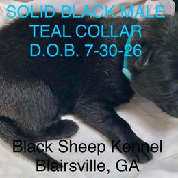 Merlot - Black male German Shepherd puppy in Blairsville, Georgia from Black Sheep German Shepherds