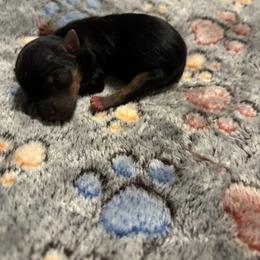 Meet Dex 1500. - Blue and gold male Yorkshire Terrier puppy in Brandenburg, Kentucky from Lil Amazing Paws Yorkshire Terriers