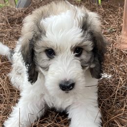Horace - Sable Bernedoodle puppy in Brighton, Tennessee from Beaver Creek Bernedoodles