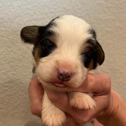 Navy - Black and tan male Pembroke Welsh Corgi puppy in Waco, Texas from The Comma Corgis
