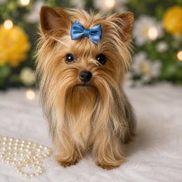 Dash - Yorkshire Terrier