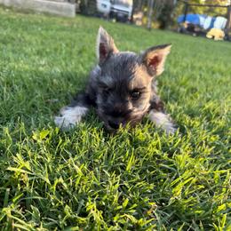 Rocky - Salt and pepper male Miniature Schnauzer puppy in Atoka, Oklahoma from Boggy Depot Cavaliers & Friends