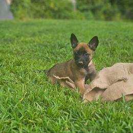 White collar - Fawn female Belgian Malinois puppy in Bolton, Connecticut from du Val du Bois Malinois