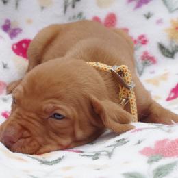 Vizsla Puppies from Jury's Major