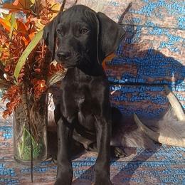 Boy 5 - Black male German Shorthaired Pointer puppy in Laporte, Minnesota from Northern Odyssey Gun Dogs