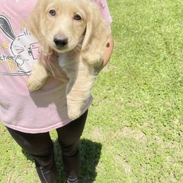 Dachshund Puppies from LovelylilDoxies