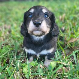 Dachshund Puppies from Buckwild Doxies