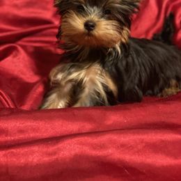 Yorkshire Terrier puppies from Corazón De Cristal Yorkies