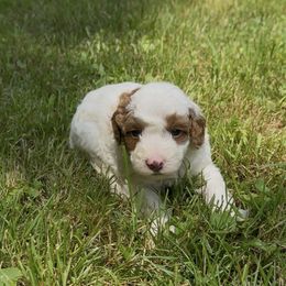 Doc - Parti male Poodle puppy in New Milford, Pennsylvania from Cross's Poodle Puppies
