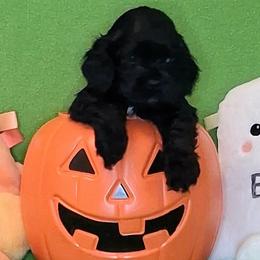 Theodore - Black male Cocker Spaniel puppy in Crossville, Tennessee from Timber Sunrise Cockers