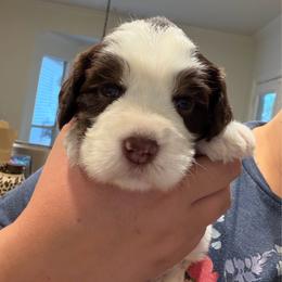 Mater - Chocolate male Australian Labradoodle puppy in Denton, Texas from Liberty Hill Labradoodles