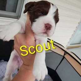 Mr. Scout - Liver and white male English Springer Spaniel puppy in Kingsport, Tennessee from Leandra's English Springer Spaniels
