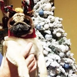 Pug Puppies from Colossal Pugs